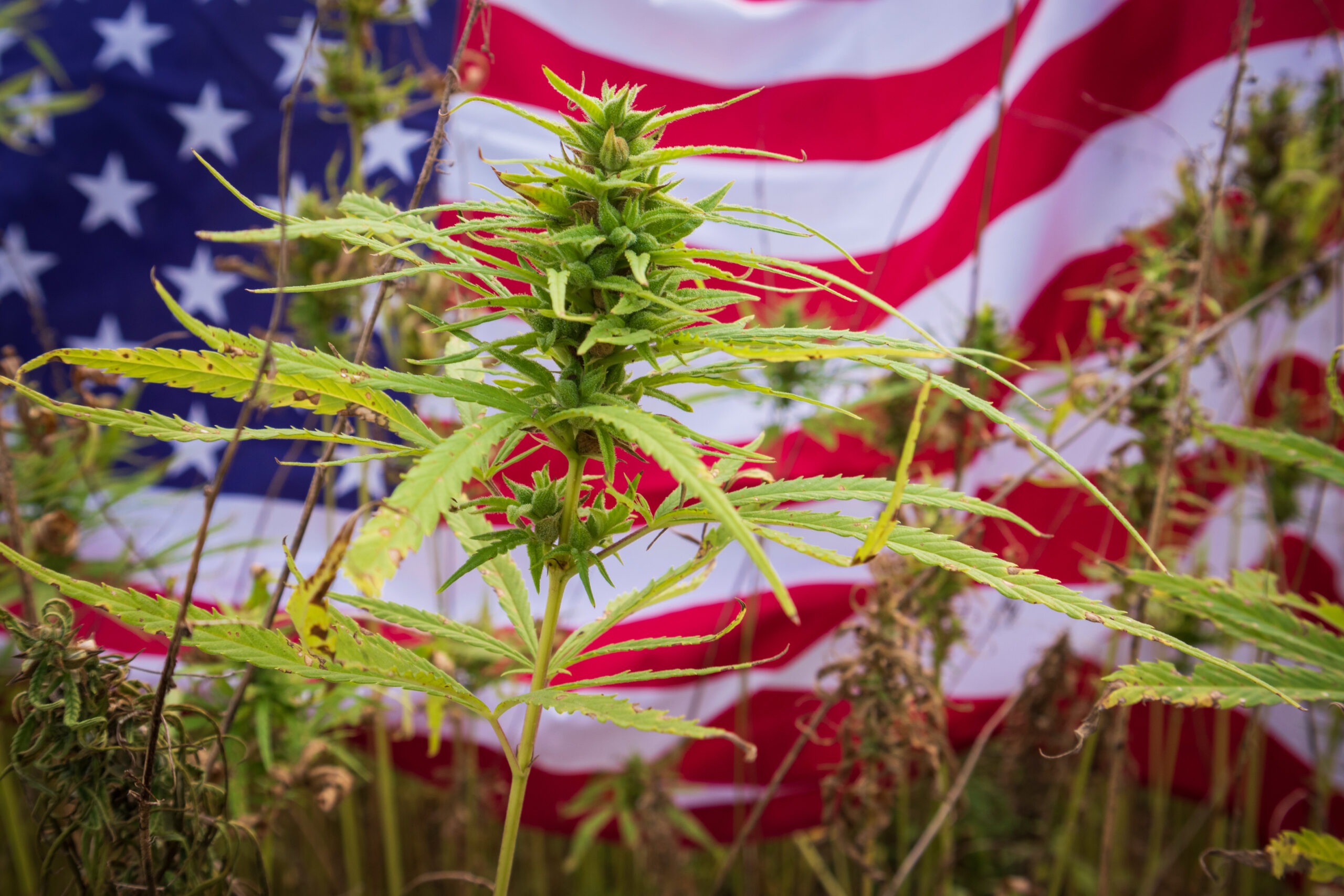 Delta 8 THC in Florida: Its Laws, Its Products, and Its Future