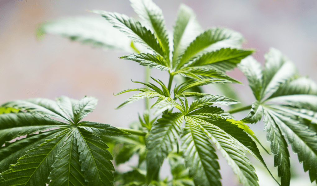 DELTA-8 THC EDIBLE EFFECT