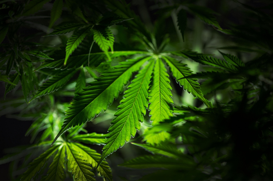 DELTA 8 IN CALIFORNIA IS IT LEGAL & WHERE TO BUY IN 2022