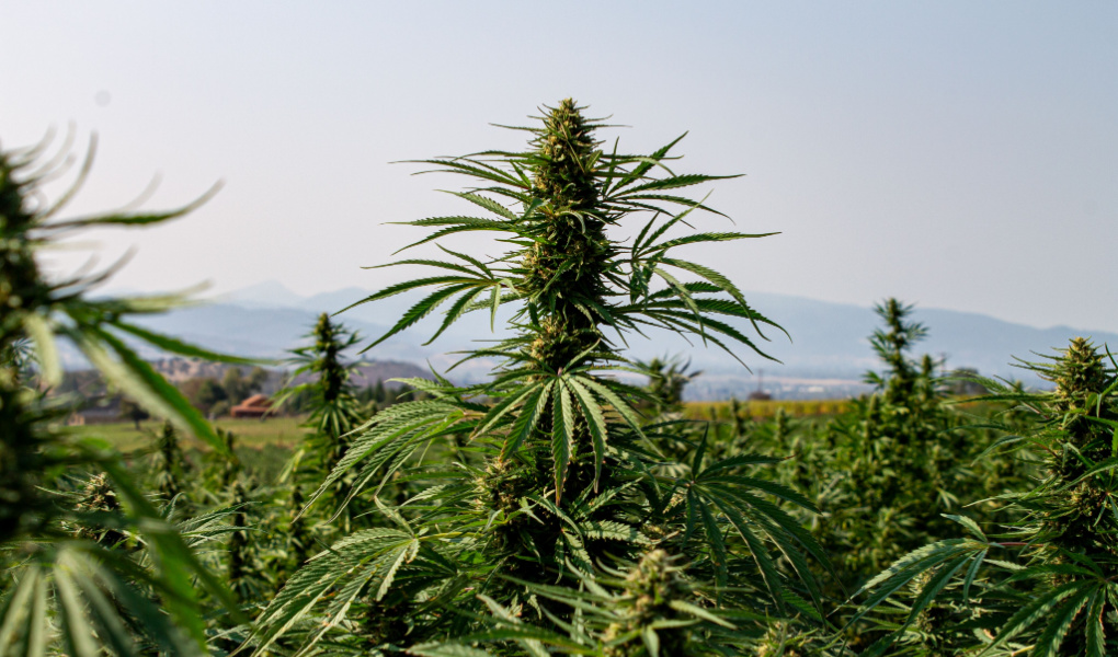 DELTA 8 IN OREGON_ IS IT LEGAL & WHERE TO BUY IN 2022_