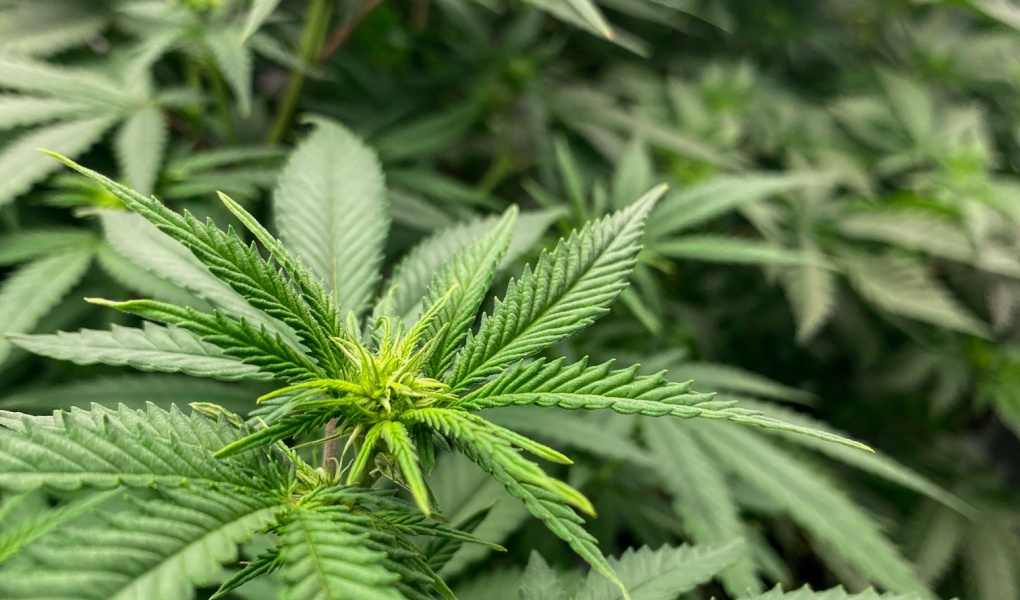 DELTA 8 THC IN MICHIGAN: IS IT LEGAL & WHERE TO BUY IN 2022?